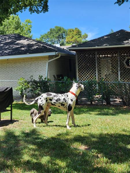 Double H Danes Great Dane photo 52