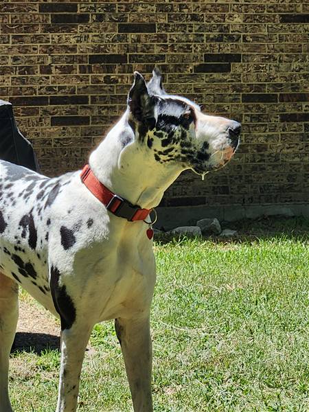 Double H Danes Great Dane photo 53