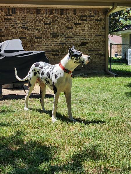 Double H Danes Great Dane photo 54