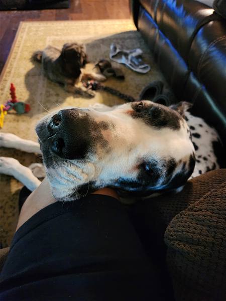Double H Danes Great Dane photo 55