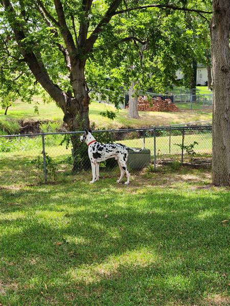 Double H Danes Great Dane photo 57
