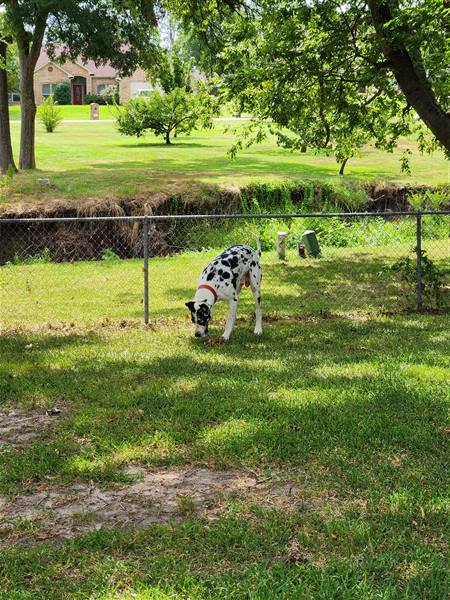 Double H Danes Great Dane photo 58