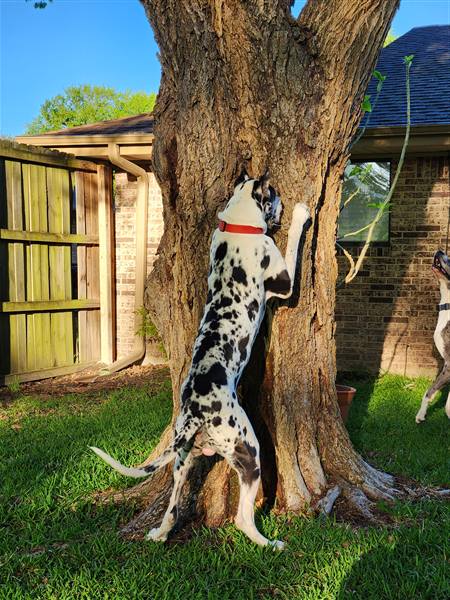 Double H Danes Great Dane photo 12