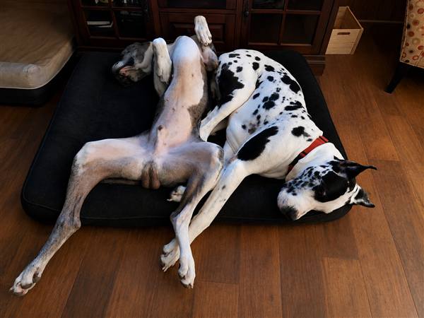 Double H Danes Great Dane photo 13