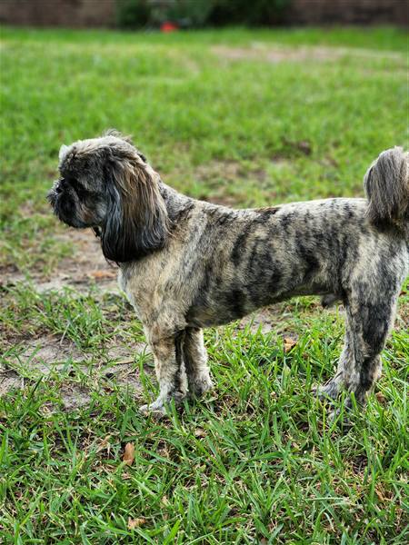 Double H Danes Great Dane photo 60