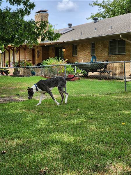 Double H Danes Great Dane photo 62