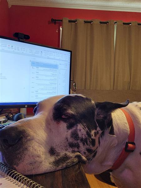 Double H Danes Great Dane photo 63