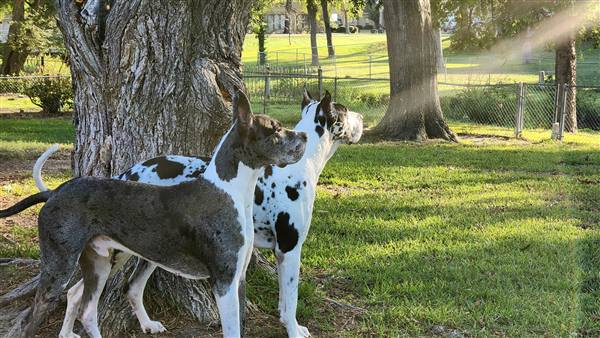 Double H Danes Great Dane photo 64