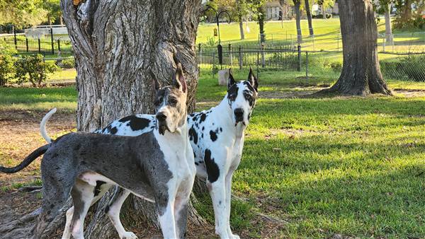 Double H Danes Great Dane photo 65