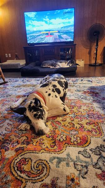 Double H Danes Great Dane photo 68