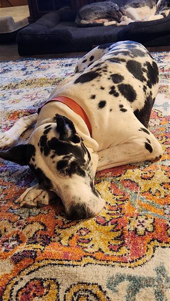 Double H Danes Great Dane photo 69