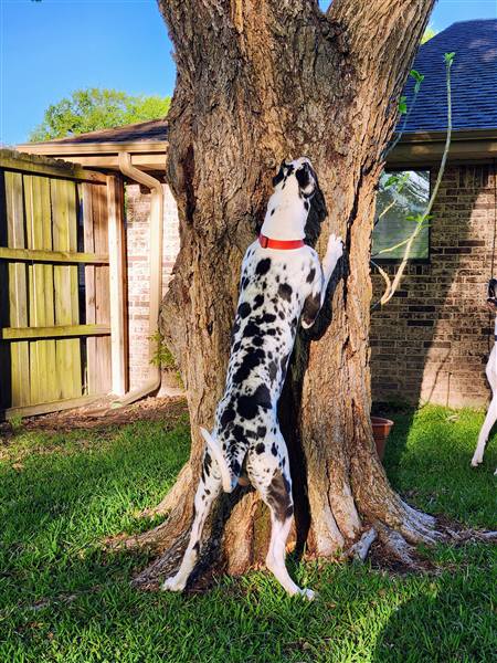 Double H Danes Great Dane photo 14