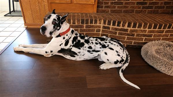 Double H Danes Great Dane photo 15