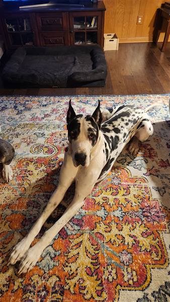 Double H Danes Great Dane photo 70