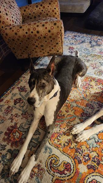 Double H Danes Great Dane photo 71