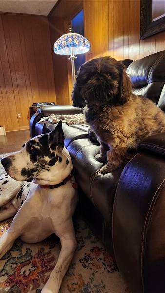 Double H Danes Great Dane photo 72