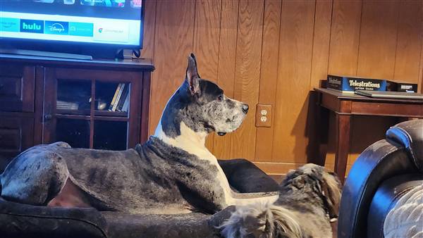 Double H Danes Great Dane photo 74