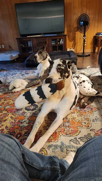 Double H Danes Great Dane photo 75
