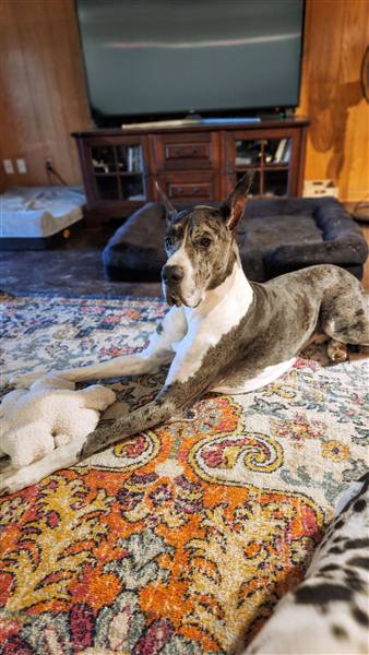 Double H Danes Great Dane photo 76