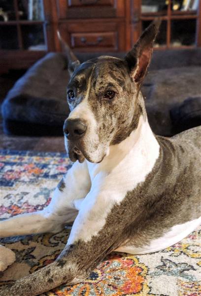 Double H Danes Great Dane photo 77