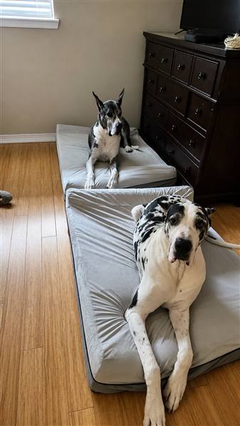 Double H Danes Great Dane photo 17