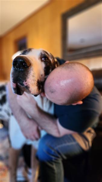 Double H Danes Great Dane photo 82