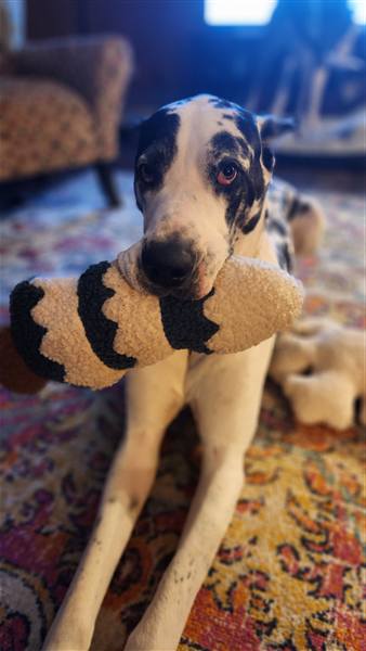 Double H Danes Great Dane photo 83