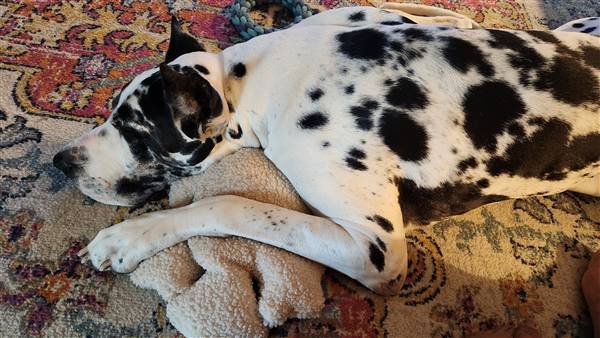 Double H Danes Great Dane photo 85