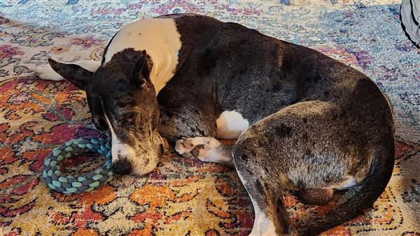 Double H Danes Great Dane photo 86