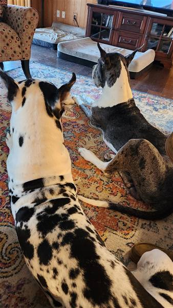 Double H Danes Great Dane photo 87