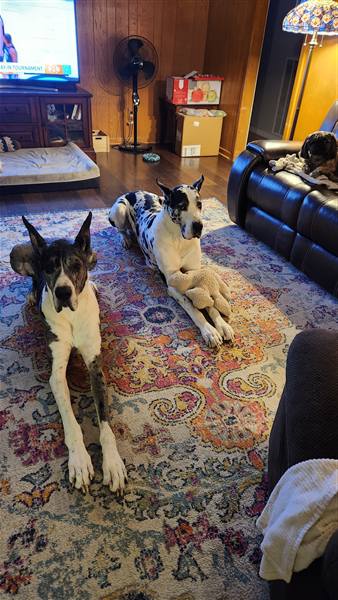 Double H Danes Great Dane photo 88