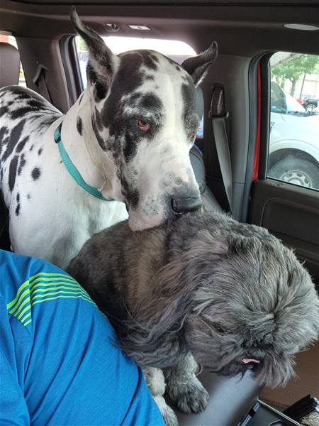 Double H Danes Great Dane photo 89