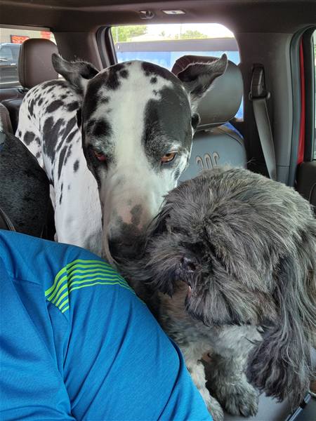 Double H Danes Great Dane photo 90