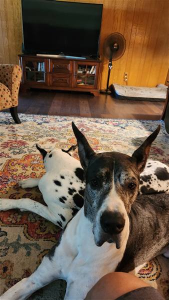 Double H Danes Great Dane photo 91