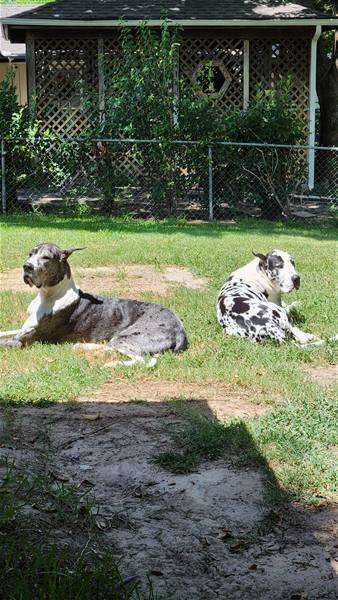 Double H Danes Great Dane photo 93