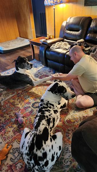 Double H Danes Great Dane photo 94