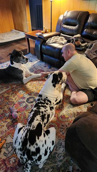 Double H Danes Great Dane photo 95
