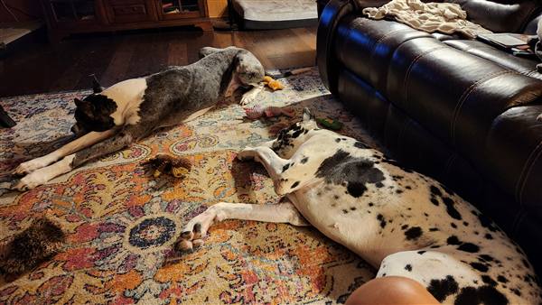 Double H Danes Great Dane photo 96