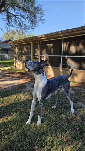 Double H Danes Great Dane photo 97