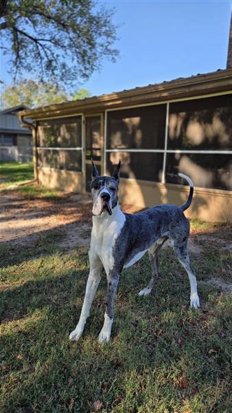 Double H Danes Great Dane photo 98