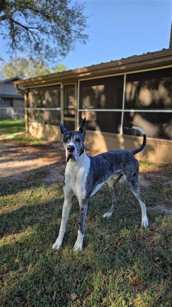 Double H Danes Great Dane photo 99