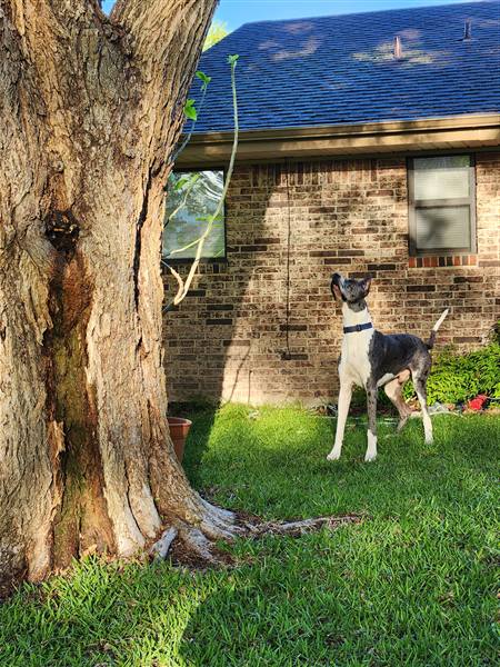 Double H Danes Great Dane photo 19