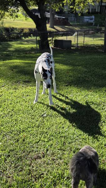 Double H Danes Great Dane photo 101