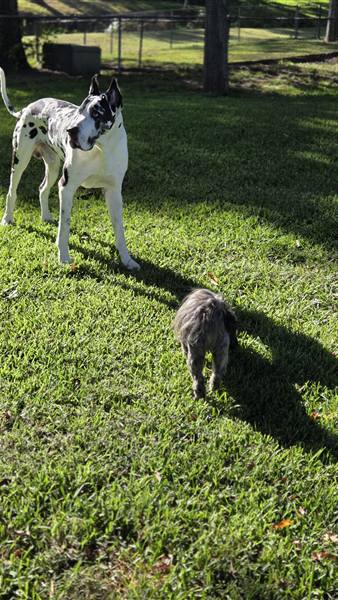 Double H Danes Great Dane photo 102