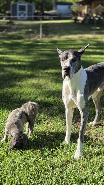 Double H Danes Great Dane photo 103