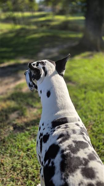 Double H Danes Great Dane photo 104