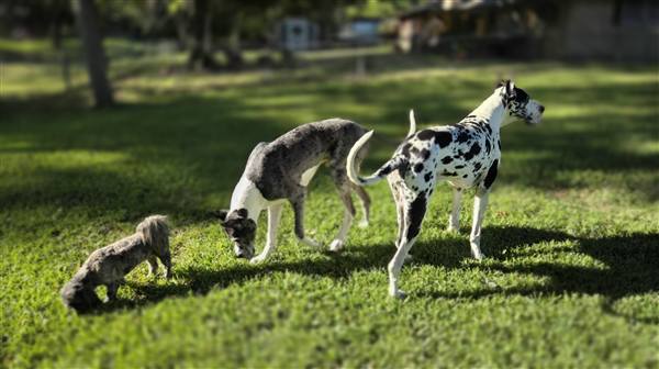Double H Danes Great Dane photo 105