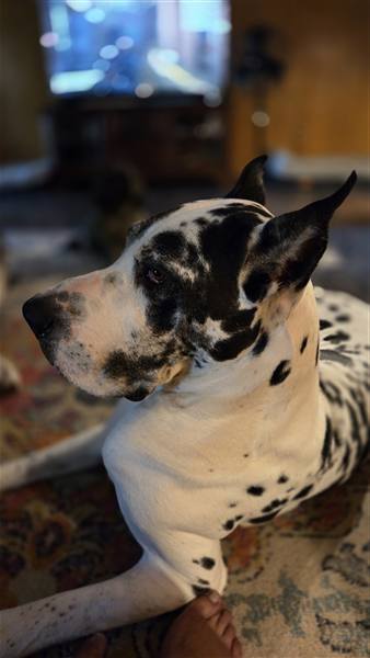 Double H Danes Great Dane photo 106