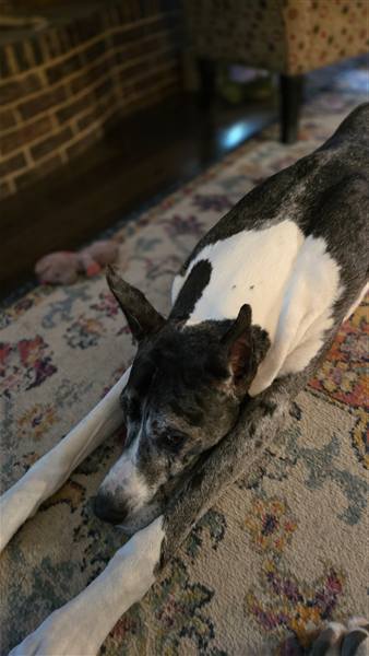 Double H Danes Great Dane photo 107