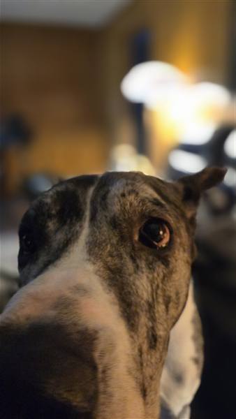 Double H Danes Great Dane photo 108